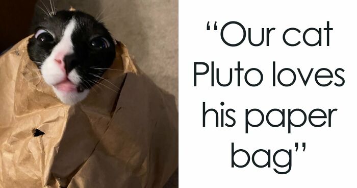 99 Funny Animal Faces That Prove Every Creature On Earth Has A Whole Personality