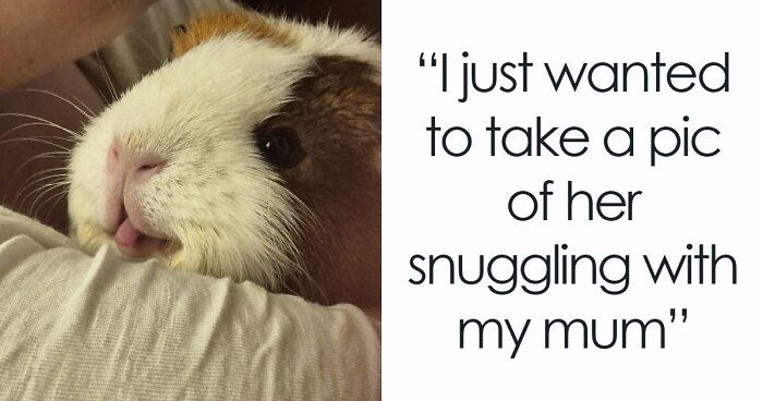 99 Funny Animal Faces That Prove Every Creature On Earth Has A Whole Personality