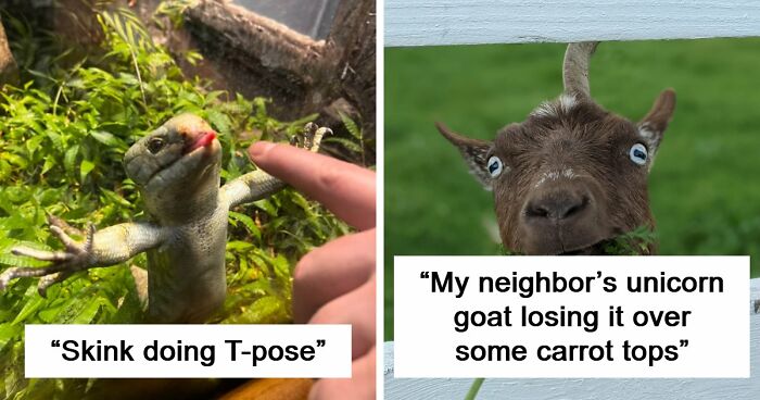 99 Funny Animal Faces That Prove Every Creature On Earth Has A Whole Personality