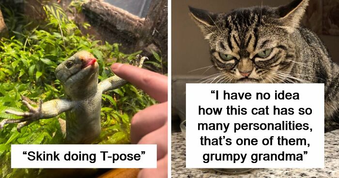 99 Funny Animal Faces That Prove Every Creature On Earth Has A Whole Personality