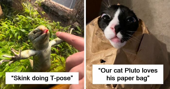 99 Funny Animal Faces That Prove Every Creature On Earth Has A Whole Personality