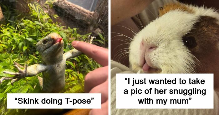 99 Funny Animal Faces That Prove Every Creature On Earth Has A Whole Personality