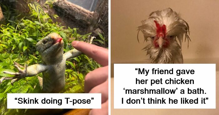99 Funny Animal Faces That Prove Every Creature On Earth Has A Whole Personality