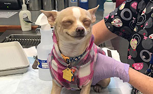 99 Funny Animal Faces That Prove Every Creature On Earth Has A Whole Personality