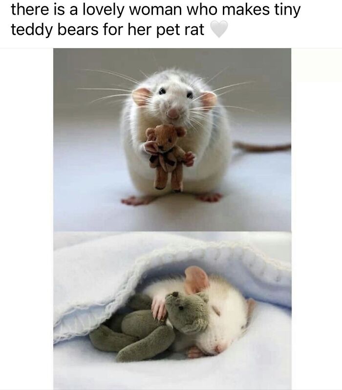 Pet rat holding tiny teddy bear with sleeping rat and teddy bear