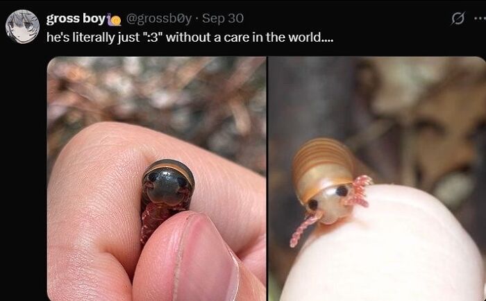 Close-up of tiny salamander on finger with cute wide eyes
