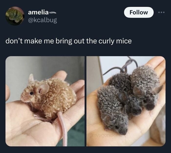 Curly haired mice being shown in hands meme