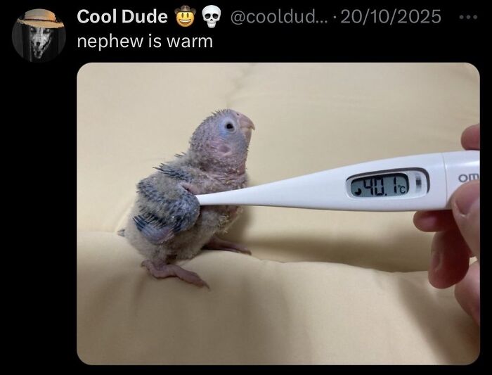 Thumbnail of young bird with a thermometer showing high temperature