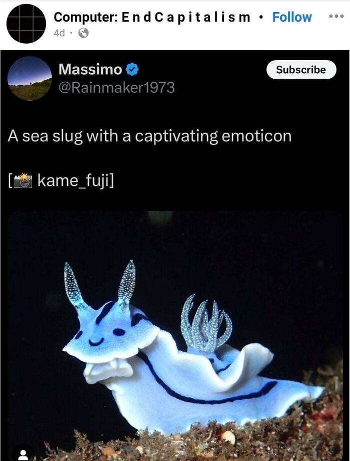Photo of a sea slug with a captivating emoticon face