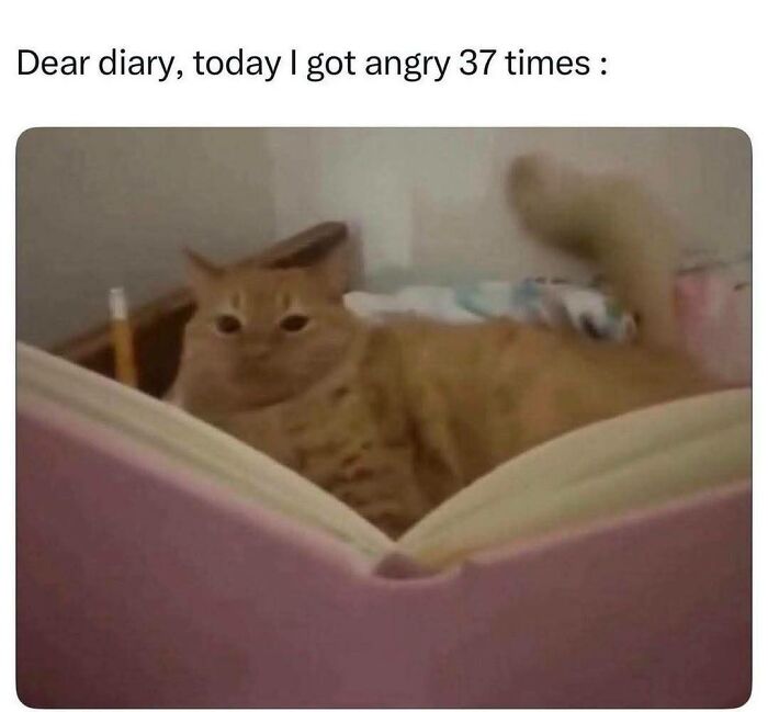 Cat looking at book with caption about getting angry