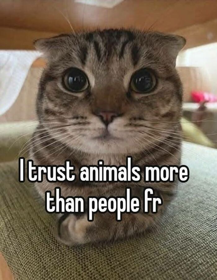 Close-up of cat with text about trusting animals more than people