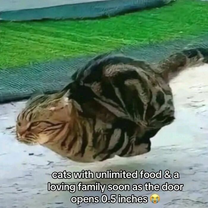 Cat slipping under door with caption about cats and food