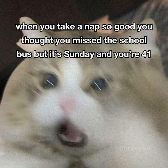 Blurry cat meme about napping and missing school bus