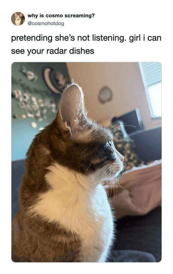 Cat staring sideways with meme about radar dishes