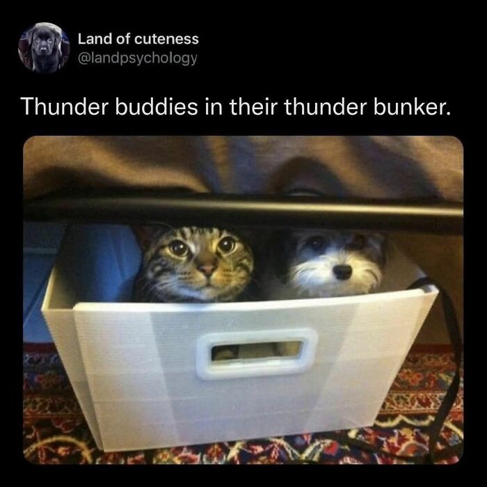 Cat and dog hiding together in a small white box