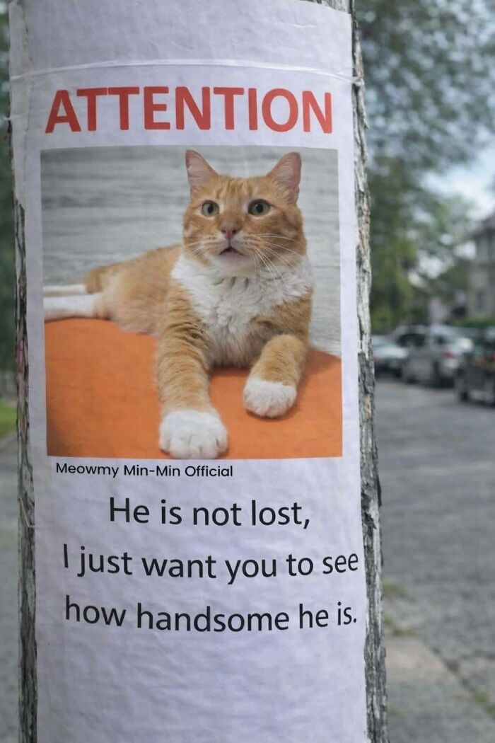Funny flyer shows cat is not lost but handsome