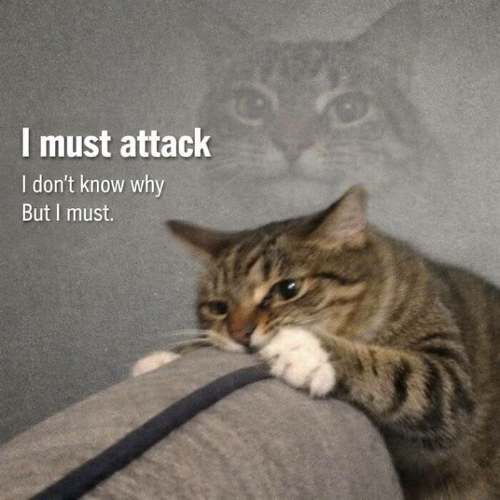 Meme of cat biting furniture with text I must attack
