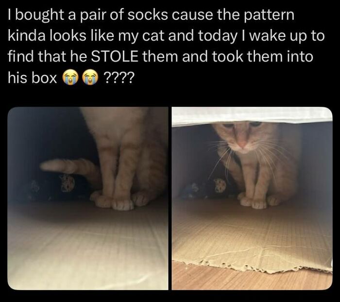 Cat stole socks with similar pattern and hid them in box