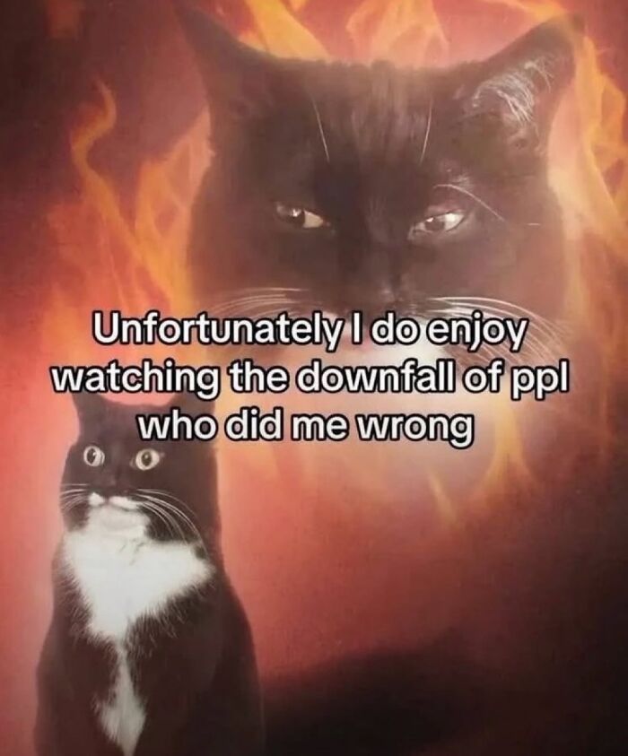 Black cat meme enjoying downfall of people who did me wrong