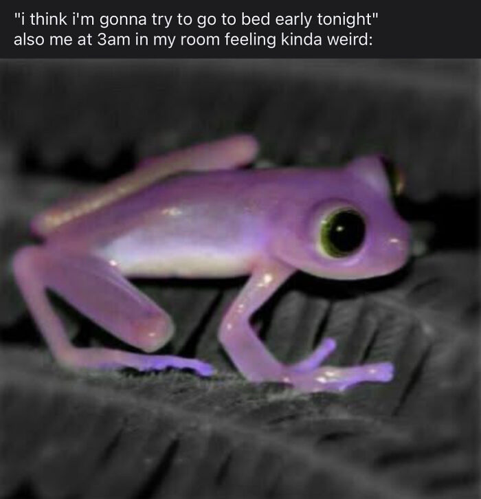 Purple frog at 3am meme feeling weird and not sleeping early