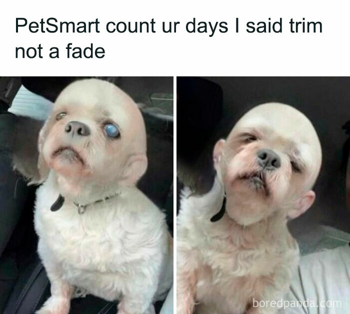 Humorous random meme showing dog with a bad grooming trim