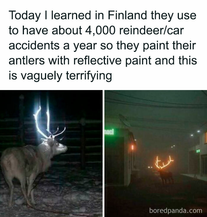 Reindeer with reflective painted antlers in Finland random memes