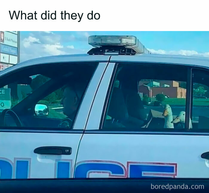 Random memes showing police car with stuffed animals inside