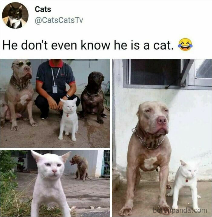 Funny meme showing a cat walking confidently with dogs
