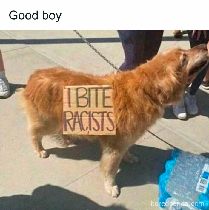 Golden retriever with a sign saying I bite racists random funny meme