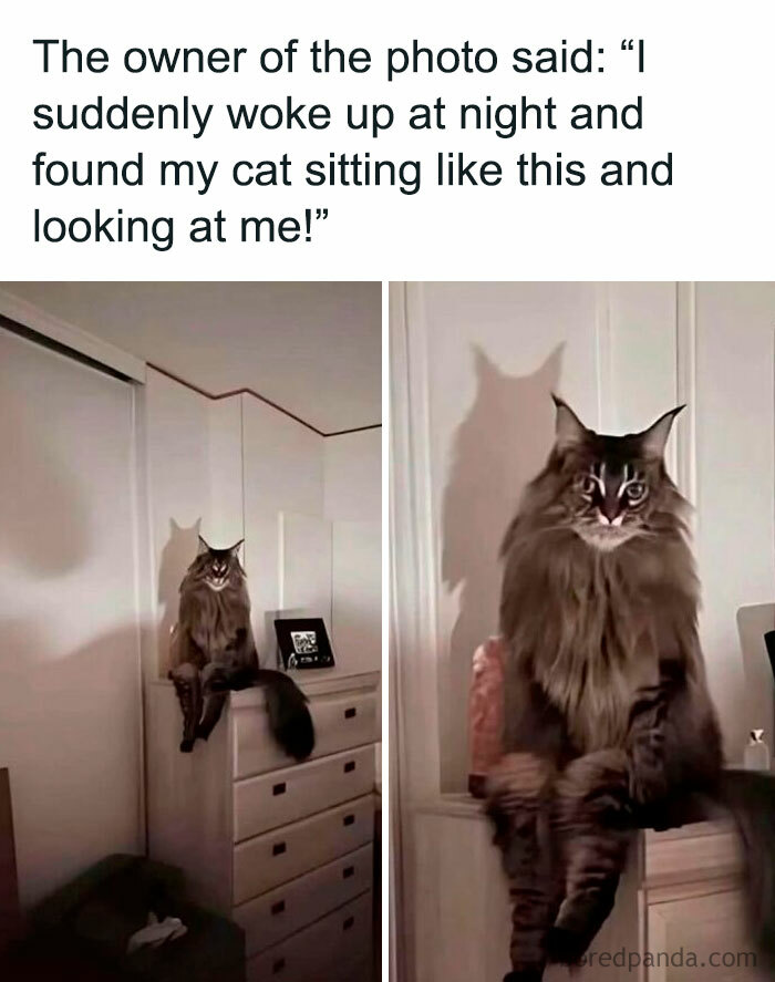 Cat sitting in a spooky way with shadow on wall and caption about waking up