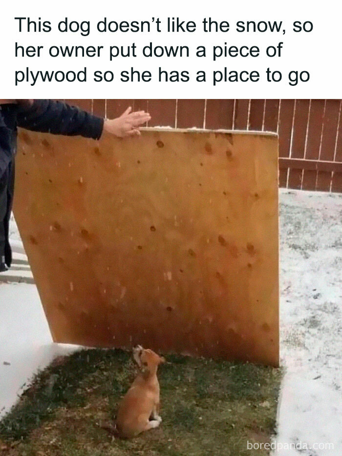 Random memes dog avoiding snow on plywood in backyard