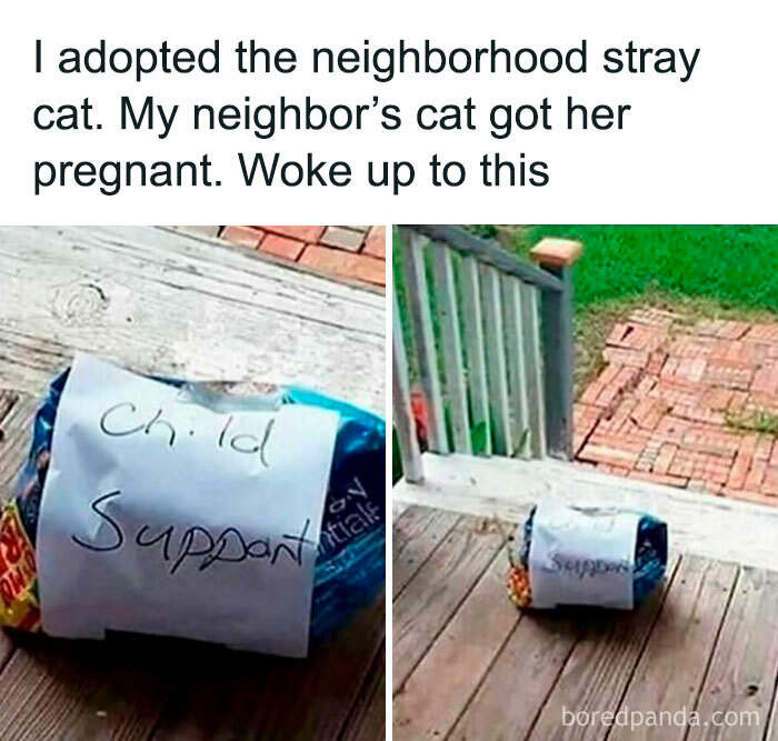 Funny random meme about adopting a stray cat and child support note left on cat food