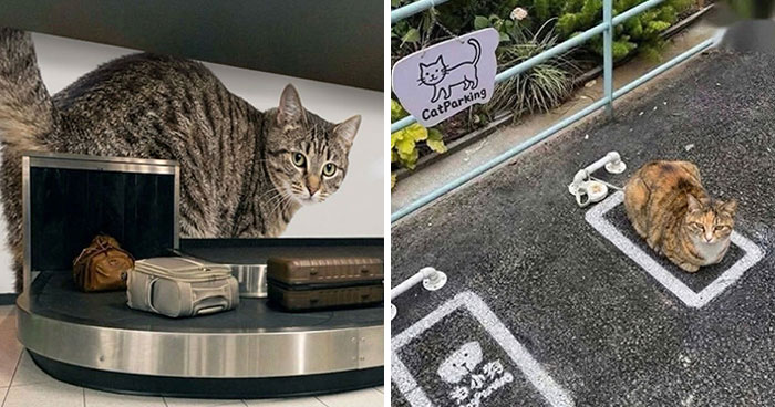 This Community Shared 45 Hilarious Cat Moments That Perfectly Capture Their Weirdness (New Pics)