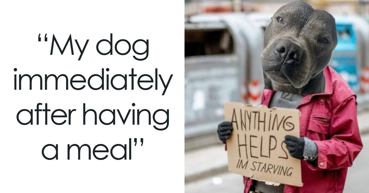 This Page Shared 38 Hilarious Dog Memes That Show How Weird And Wonderful Man’s Best Friend Is