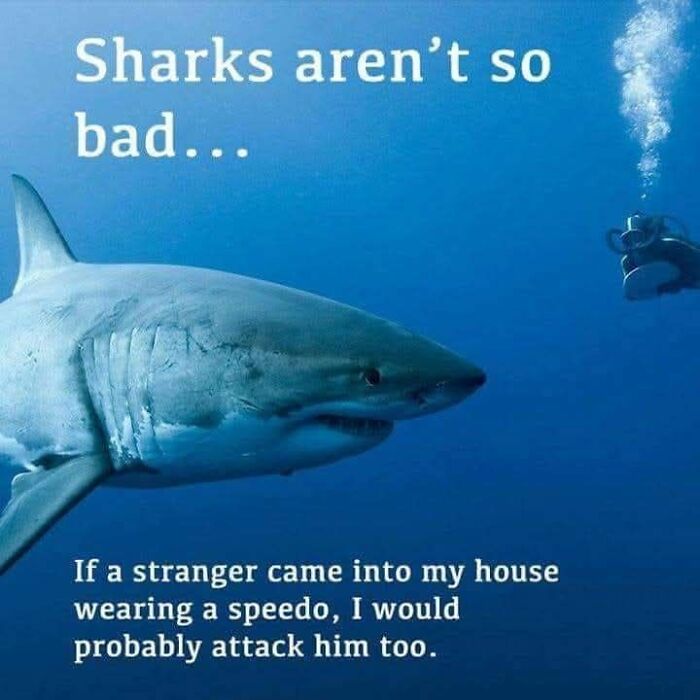 A random meme showing a great white shark and a diver, with text humorously justifying shark attacks.