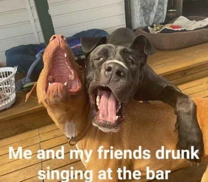 Two dogs with mouths wide open, resembling drunken singing friends, embodying random memes and hilarious nonsense.
