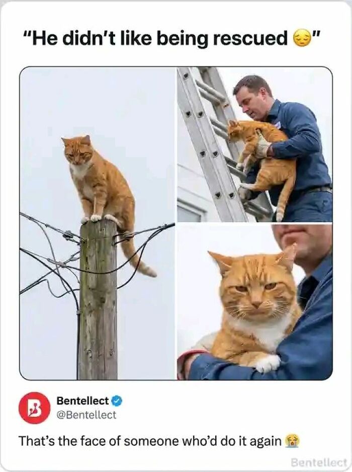 A grumpy orange cat on a utility pole, then rescued by a man on a ladder, finally looking angry in the man's arms, creating a random meme.