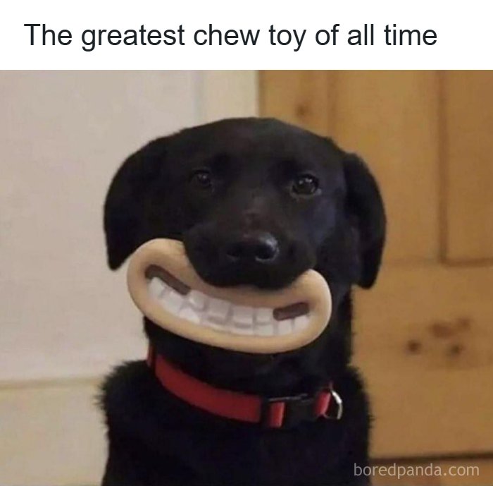 A black dog with a red collar holding a novelty chew toy that looks like human teeth, creating a funny random meme.