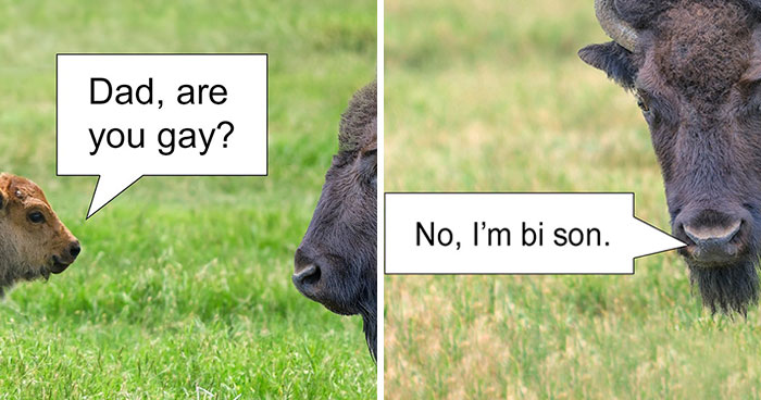 85 Infuriatingly Funny Puns And Jokes That Keep Getting Worse In The Best Possible Way (New Pics)