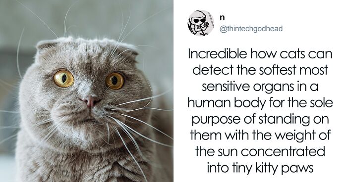 55 Funny Tweets That Confirm Cats Are Equal Parts Adorable, Weird, And Emotionally Manipulative