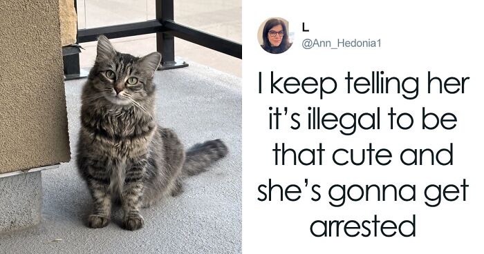 55 Funny Tweets That Confirm Cats Are Equal Parts Adorable, Weird, And Emotionally Manipulative