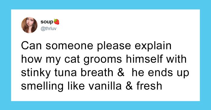 55 Funny Tweets That Confirm Cats Are Equal Parts Adorable, Weird, And Emotionally Manipulative