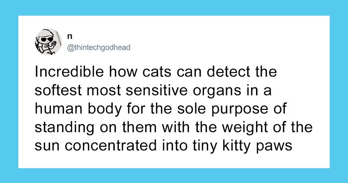 55 Funny Tweets That Confirm Cats Are Equal Parts Adorable, Weird, And Emotionally Manipulative