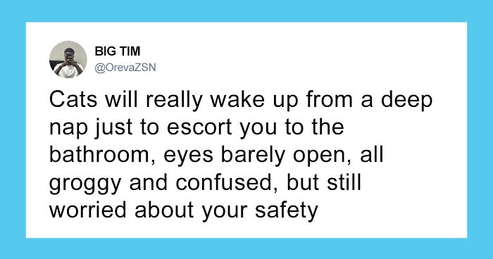 55 Funny Cat Tweets That Perfectly Show How Cats Can Be Tiny Unhinged Menaces