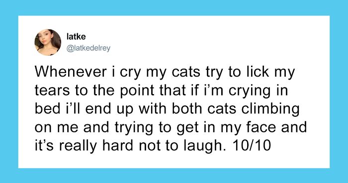 55 Funny Tweets That Confirm Cats Are Equal Parts Adorable, Weird, And Emotionally Manipulative
