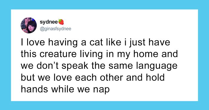 55 Funny Tweets That Confirm Cats Are Equal Parts Adorable, Weird, And Emotionally Manipulative