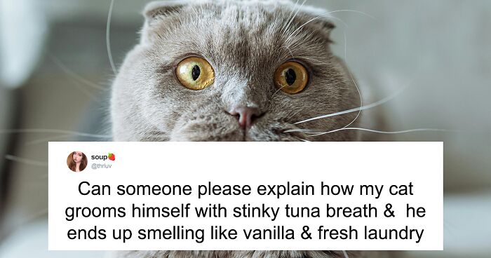 55 Funny Tweets That Confirm Cats Are Equal Parts Adorable, Weird, And Emotionally Manipulative