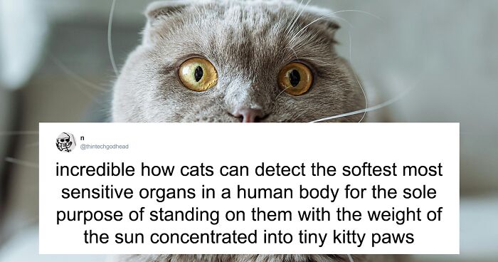 55 Funny Tweets That Confirm Cats Are Equal Parts Adorable, Weird, And Emotionally Manipulative