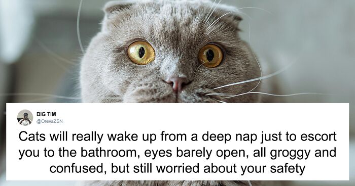 55 Funny Tweets That Confirm Cats Are Equal Parts Adorable, Weird, And Emotionally Manipulative