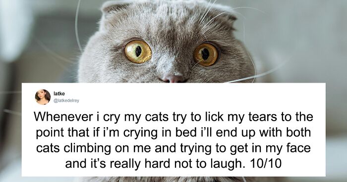 55 Funny Tweets That Confirm Cats Are Equal Parts Adorable, Weird, And Emotionally Manipulative